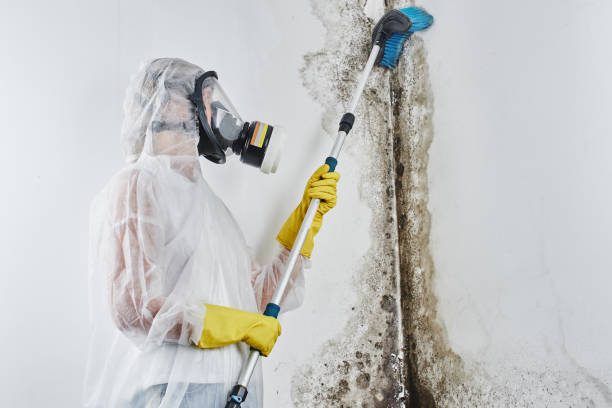 Mold Testing and Removal in Isanti, MN