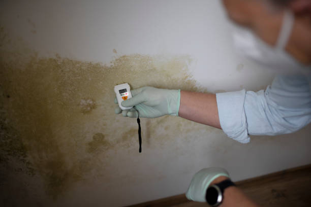 Trusted Isanti, MN Mold Removal Experts