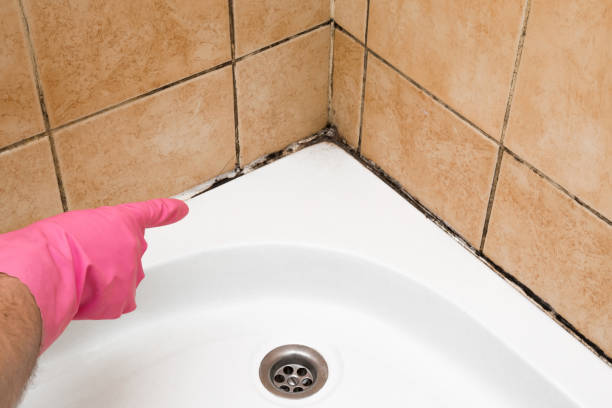 Mold Removal Process in Isanti, MN